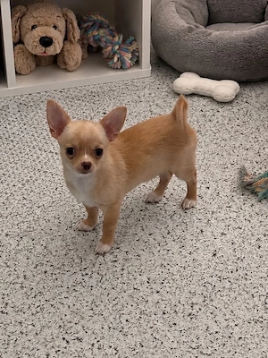Chihuahua Hündin in Creme Kurzhaar ist Auszugsbereit