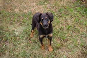 Welpin *RONJA* - Ein freundliches und neugieriges Welpenmädchen 