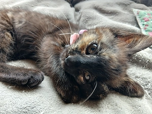 Katzenbabys zu verkaufen