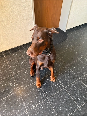 Dobermann 5