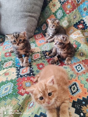 Perser Kitten