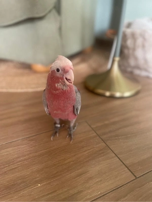 Rosakakadus handzahm 