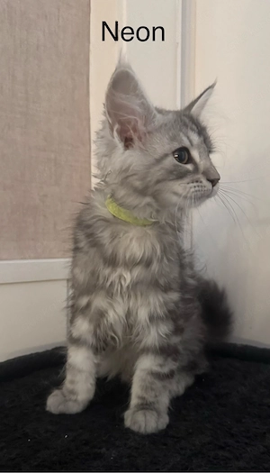 5 Maine Coon Kitten Mädels (Blue Solid
