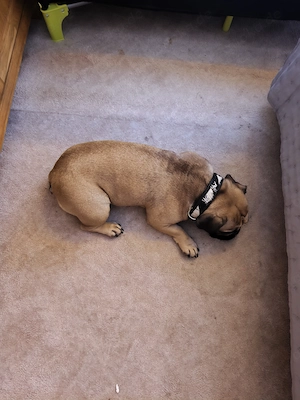 Französische Bulldogge 