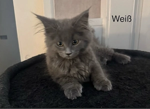 5 Maine Coon Kitten Mädels (Blue Solid