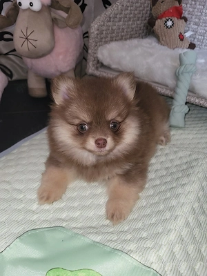 Pomeranian Zwergspitz Pomchi Chihuahua Welpen 