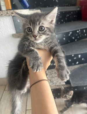 Wunderschöne Maine Coon-Mix Kitten suchen ein liebevolles Zuhause   