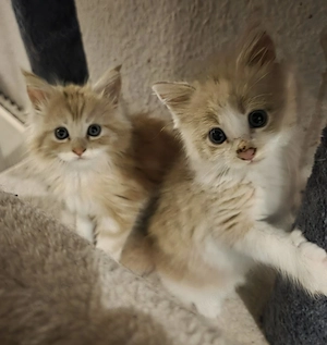 zuckersüße Main coon kitten