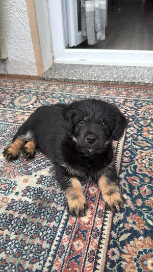 Puddel Shiba Inu Mix  Welpe