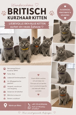 BKH-Kitten Reinrassige suchen ein neues Zuhause!