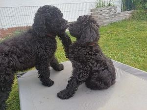 Zum Knutschen süße schwarze Goldendoodle Mädchen  