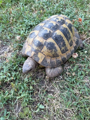 Griechische Landschildkröte "Testudo Hermanni" Männchen 2015