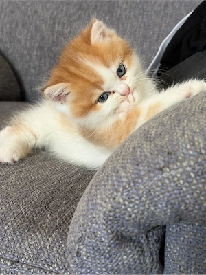 Süßer BLH-Kater sucht ein liebevolles Zuhause