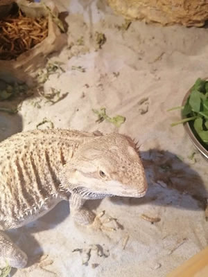bartagamen mänchen und weibchen 