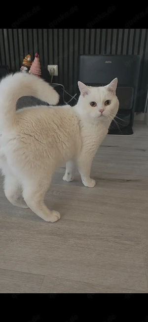 BKH Deckkater Reinweiß!! Bild 6