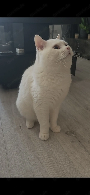 BKH Deckkater Reinweiß!! Bild 5