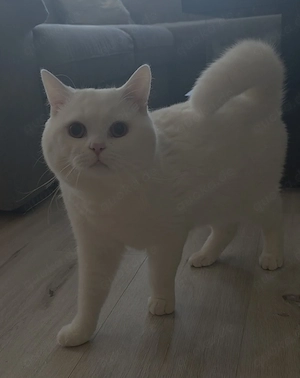 BKH Deckkater Reinweiß!!