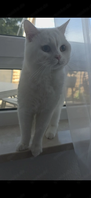 BKH Deckkater Reinweiß!! Bild 4