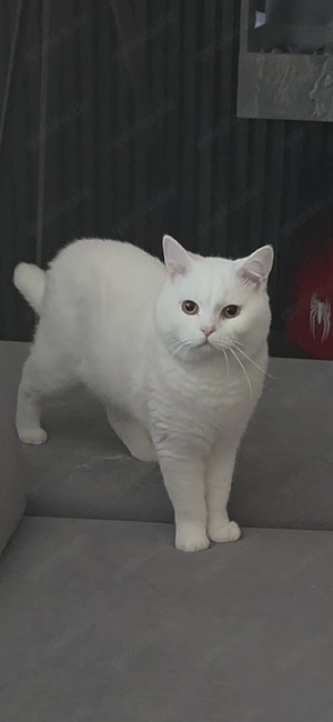 BKH Deckkater Reinweiß!! Bild 3