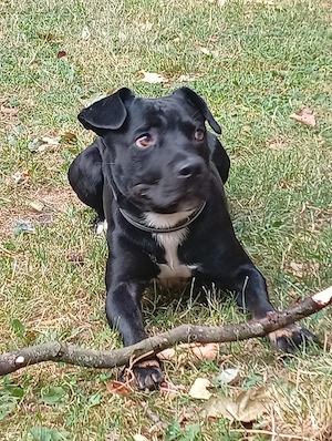Super Lieber verspielter Mischlings Hund 