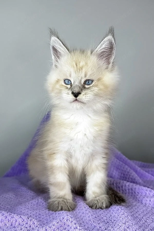 Ein süßes, 3 Monate Dream Catcher Maine-Coon-Kätzchen sucht ein liebevolles Zuhause für immer.     W