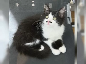 Langhaar Kitten Kater 