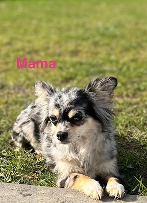 Bald wieder Chihuahua Welpen Bild 2