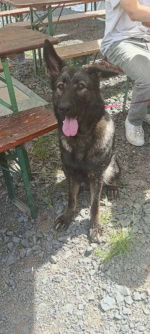 wurfgeschwister gesucht 