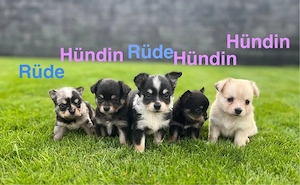 Chihuahua Welpen