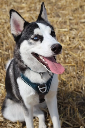 husky rüde sucht neuen traum schloss 