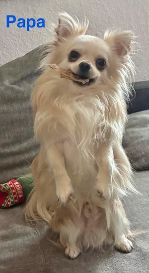 Bald wieder Chihuahua Welpen Bild 3
