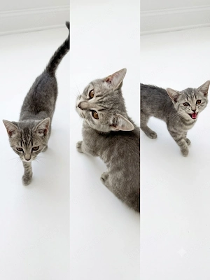 liebervoll katze