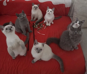 BKH BLH Kitten geimpft abgabebereit