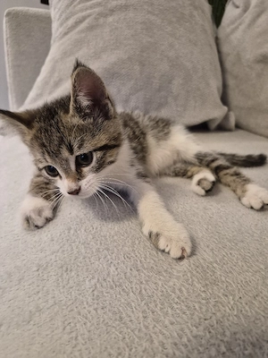 Katze Babykatze Katzenbaby Kitten Kätzchen BKH -Mix