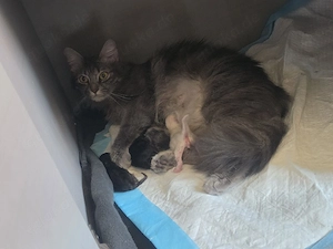    Vier bezaubernde Katzenbabys suchen ein liebevolles Zuhause!   