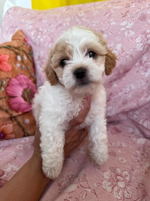 Zucker Süße Maltipoo Welpin 