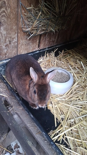 Zwergkaninchen
