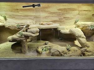 Verkaufe bewohntes Terrarium 