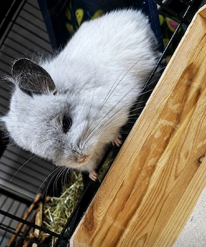  Angora Weibchen 100% RPA mit oder ohne Käfig 