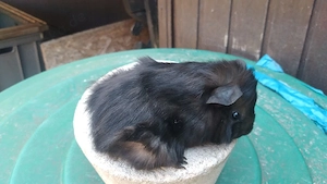 Meerschweinchen