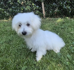 Mini Malteser Welpe sucht ein neues Zuhause