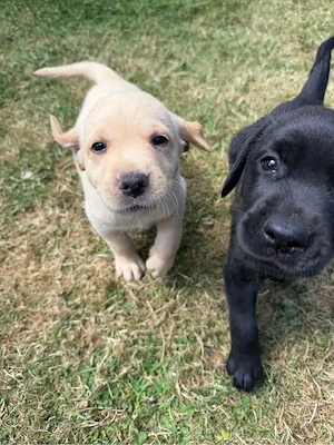 Labrador Welpen vom Hof