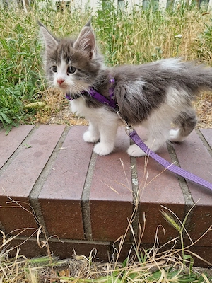 verschmuste maine coon kitten
