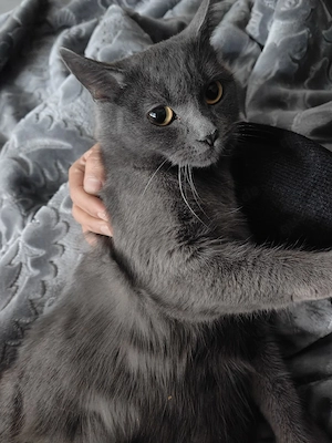 BKH Kurzhaarige katze