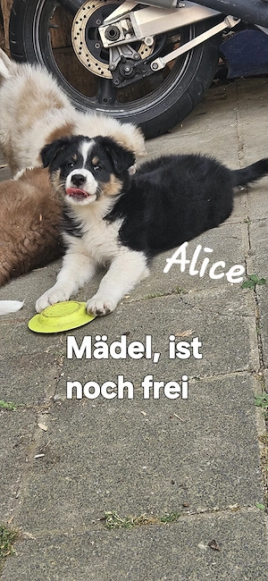 Australien Shepherd  Border Collie