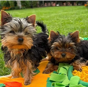 Yorkshire terrier welpen 