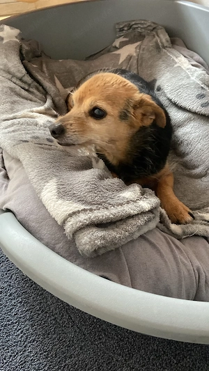 Alfi sucht einen ruhigen Platz