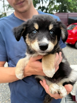 Zauberhafter Husky Mix Kai