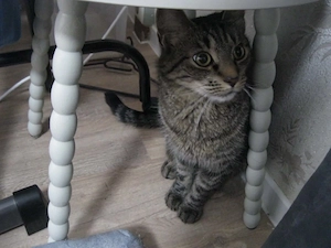 katze suchen neue Hause 
