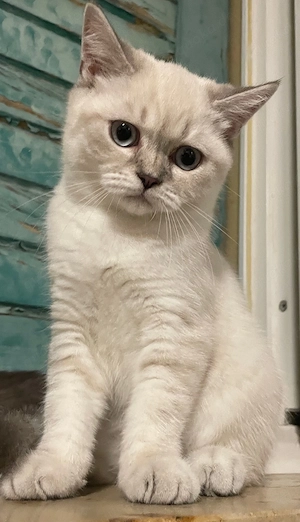     Reinrassige BKH Kitten suchen ein liebevolles Zuhause